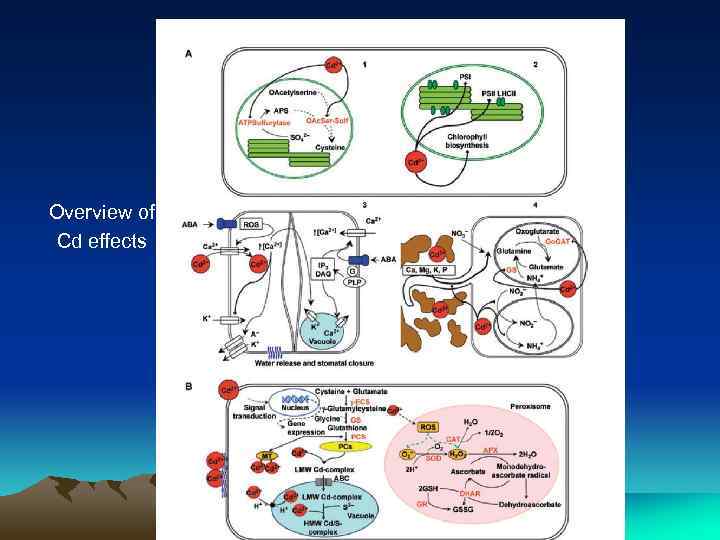 Overview of Cd effects 