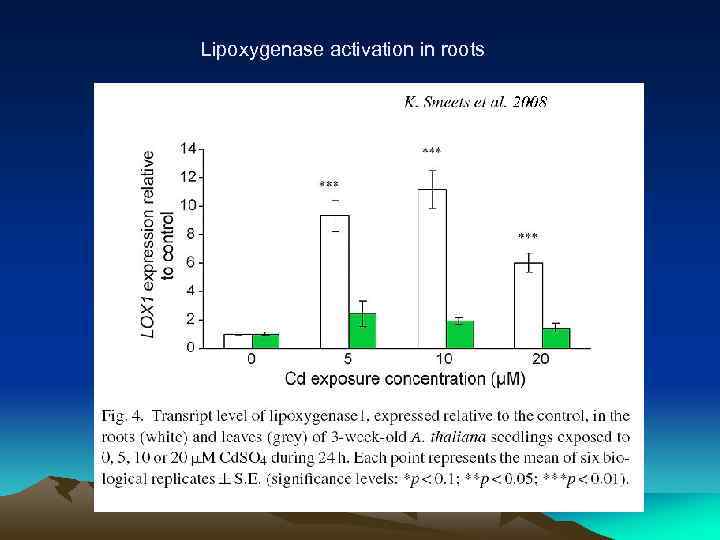 Lipoxygenase activation in roots 