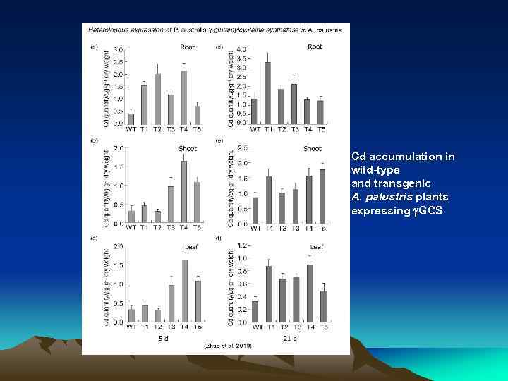 Cd accumulation in wild-type and transgenic A. palustris plants expressing g. GCS 