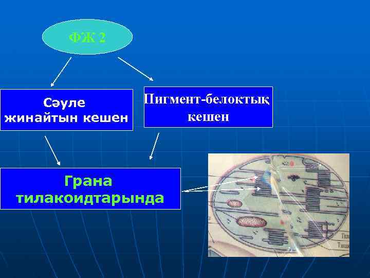 ФЖ 2 Сәуле жинайтын кешен Пигмент-белоктық кешен Грана тилакоидтарында 