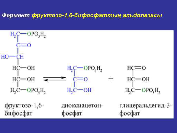 Фермент фруктозо-1, 6 -бифосфаттың альдолазасы 