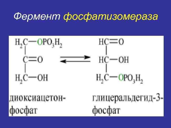 Фермент фосфатизомераза 