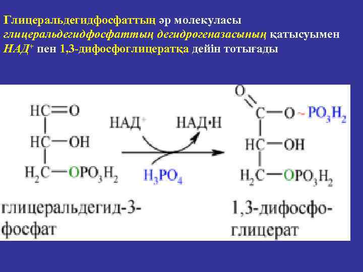 Глицеральдегидфосфаттың әр молекуласы глицеральдегидфосфаттың дегидрогеназасының қатысуымен НАД+ пен 1, 3 -дифосфоглицератқа дейін тотығады 