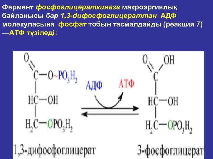 Фермент фосфоглицераткиназа макроэргиялық байланысы бар 1, 3 -дифосфоглицераттан АДФ молекуласына фосфат тобын тасмалдайды (реакция