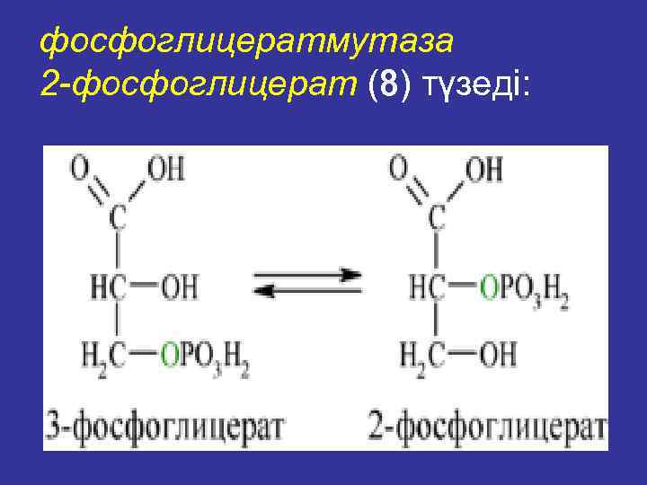 фосфоглицератмутаза 2 -фосфоглицерат (8) түзеді: 