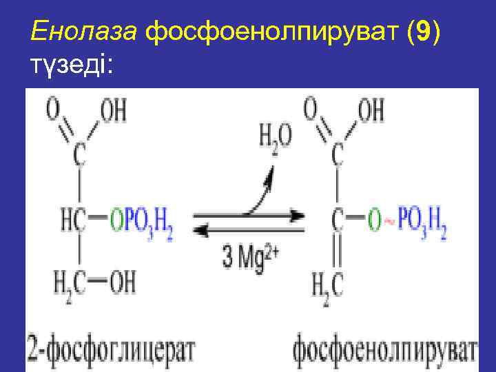 Енолаза фосфоенолпируват (9) түзеді: фосфоенолпируват (9): 