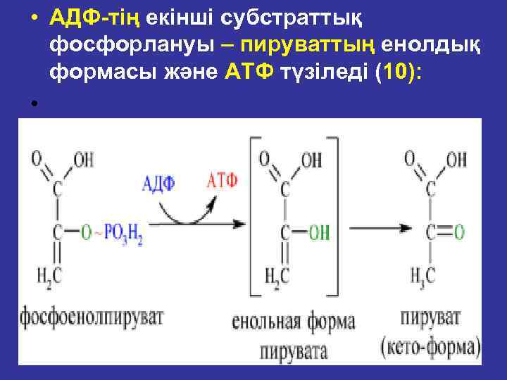  • АДФ тің екінші субстраттық фосфорлануы – пируваттың енолдық формасы және АТФ түзіледі