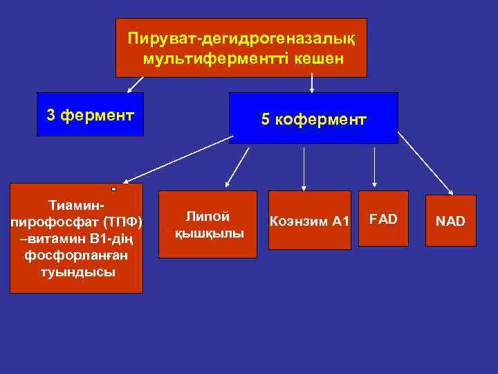 Пируват дегидрогеназалық мультиферментті кешен 3 фермент Тиамин пирофосфат (ТПФ) –витамин В 1 дің фосфорланған