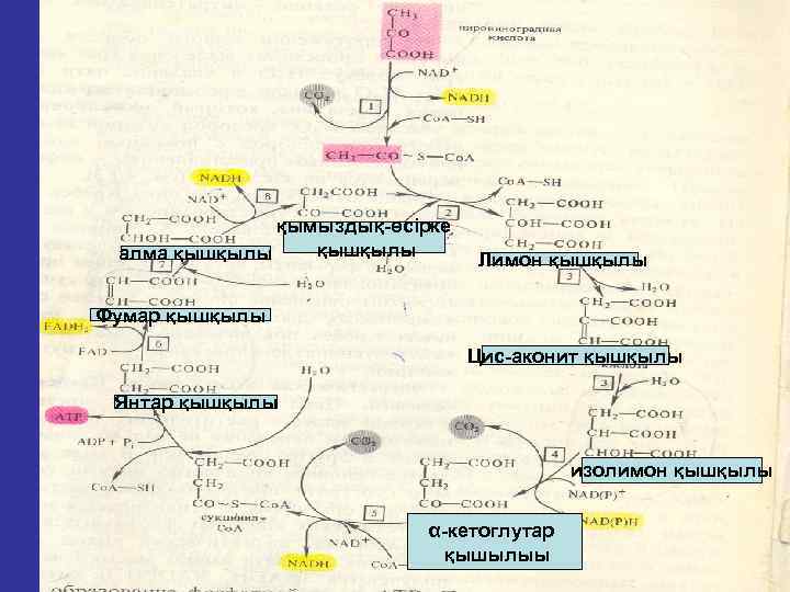 қымыздық өсірке қышқылы алма қышқылы Лимон қышқылы Фумар қышқылы Цис аконит қышқылы Янтар қышқылы