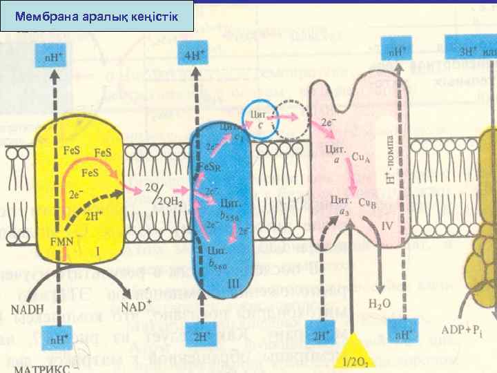 Мембрана аралық кеңістік 