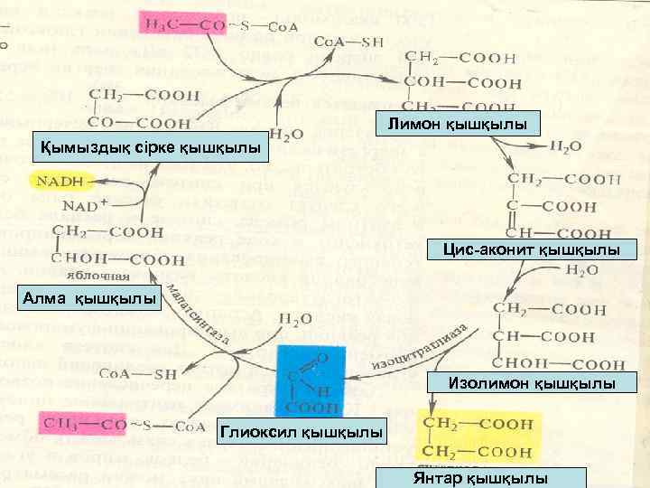 Лимон қышқылы Қымыздық сірке қышқылы Цис аконит қышқылы Алма қышқылы Изолимон қышқылы Глиоксил қышқылы