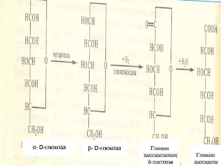 α- D-глюкоза β- D-глюкоза Глюкон қышқылының δ-лактоны Глюкон қышқылы 