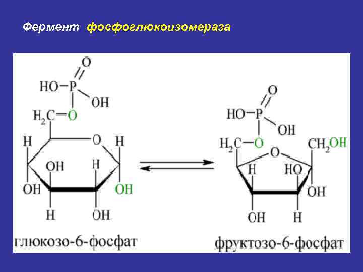 Фермент фосфоглюкоизомераза 