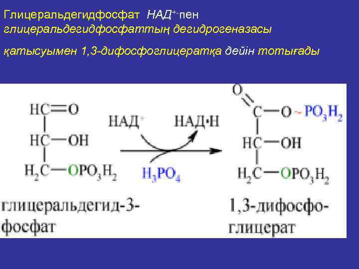 Глицеральдегидфосфат НАД+-пен глицеральдегидфосфаттың дегидрогеназасы қатысуымен 1, 3 -дифосфоглицератқа дейін тотығады 