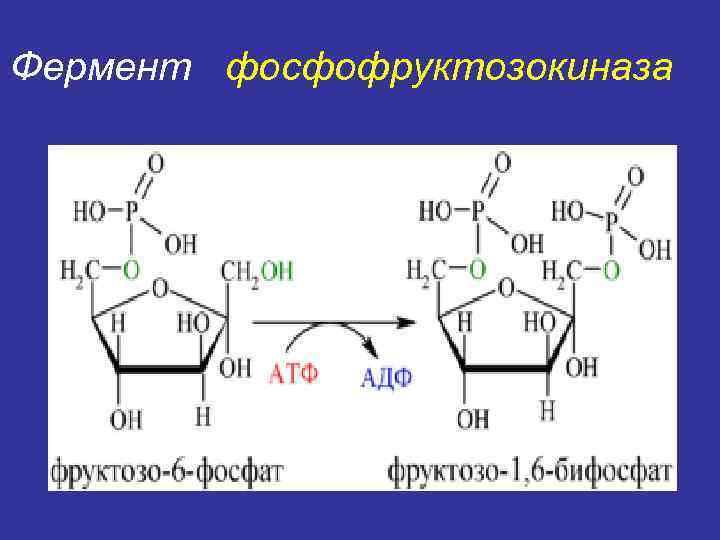 Фермент фосфофруктозокиназа 