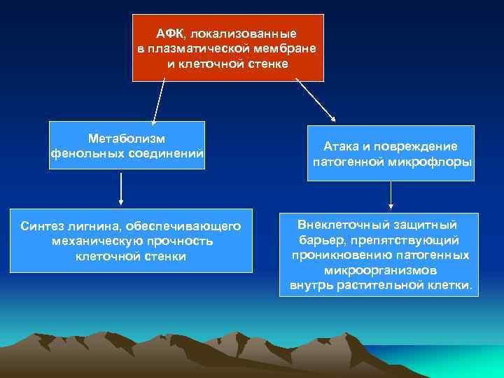 АФК, локализованные в плазматической мембране и клеточной стенке Метаболизм фенольных соединений Синтез лигнина, обеспечивающего