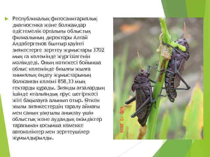  Республикалық фитосанитариялық диагностика және болжамдар әдістемелік орталығы облыстық филиалының директоры Алтай Алдабергенов былтыр