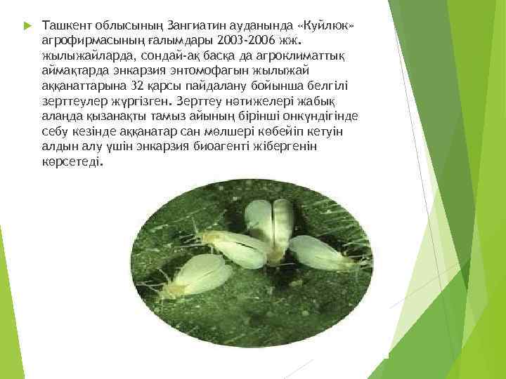  Ташкент облысының Зангиатин ауданында «Куйлюк» агрофирмасының ғалымдары 2003 -2006 жж. жылыжайларда, сондай-ақ басқа