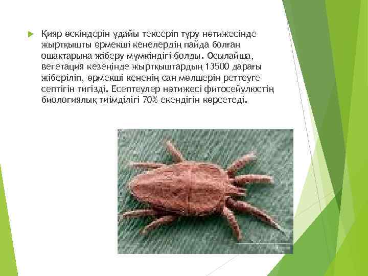  Қияр өскіндерін ұдайы тексеріп тұру нәтижесінде жыртқышты өрмекші кенелердің пайда болған ошақтарына жіберу