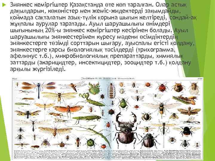  Зиянкес кеміргіштер Қазақстанда өте көп таралған. Олар астық дақылдарын, көкөністер мен жеміс-жидектерді зақымдайды,