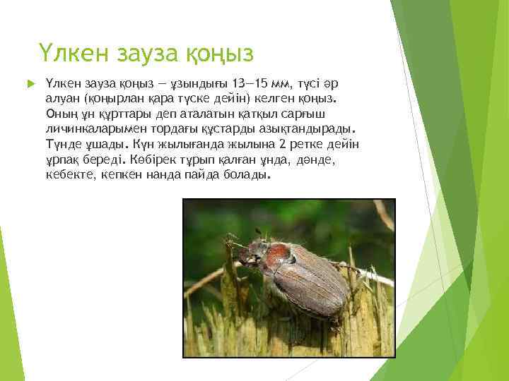 Үлкен зауза қоңыз — ұзындығы 1 З— 15 мм, түсі әр алуан (қоңырлан қара