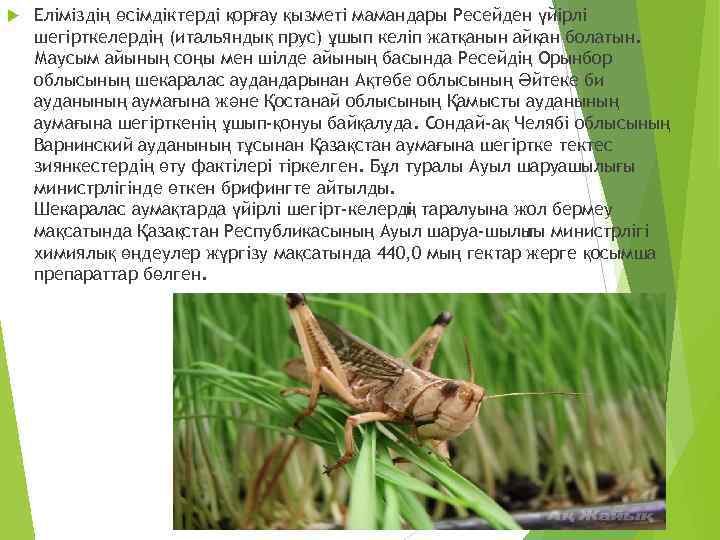  Еліміздің өсімдіктерді қорғау қызметі мамандары Ресейден үйірлі шегірткелердің (итальяндық прус) ұшып келіп жатқанын