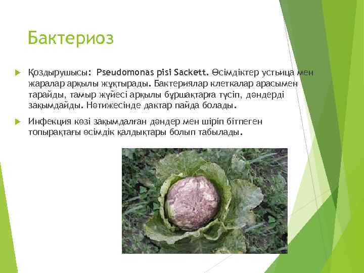 Бактериоз Қоздырушысы: Pseudomonas pisi Sackett. Өсімдіктер устьица мен жаралар арқылы жұқтырады. Бактериялар клеткалар арасымен