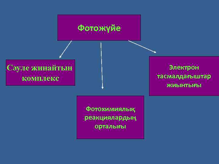 Фотожүйе Электрон тасмалдағыштар жиынтығы Сәуле жинайтын комплекс Фотохимиялық реакциялардың орталығы 
