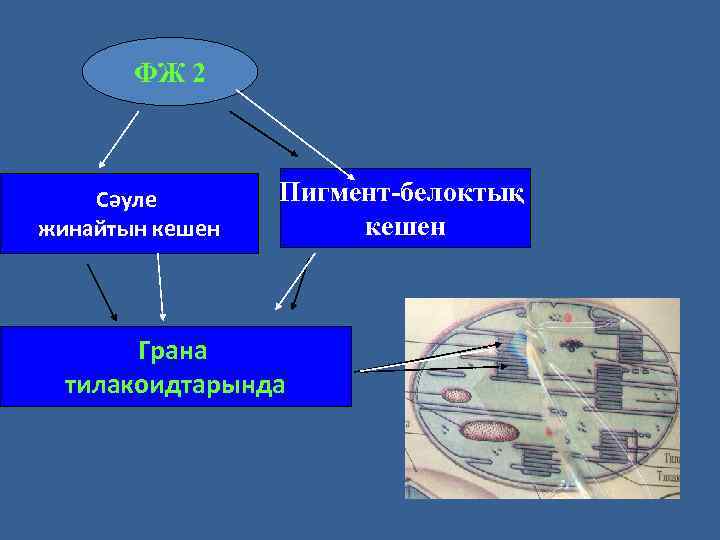 ФЖ 2 Сәуле жинайтын кешен Пигмент-белоктық кешен Грана тилакоидтарында 