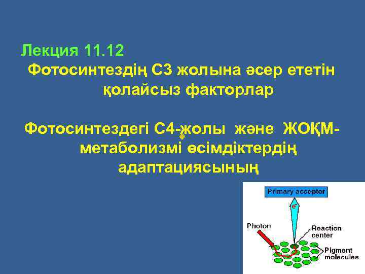 Лекция 11. 12 Фотосинтездің С 3 жолына әсер ететін қолайсыз факторлар Фотосинтездегі С 4