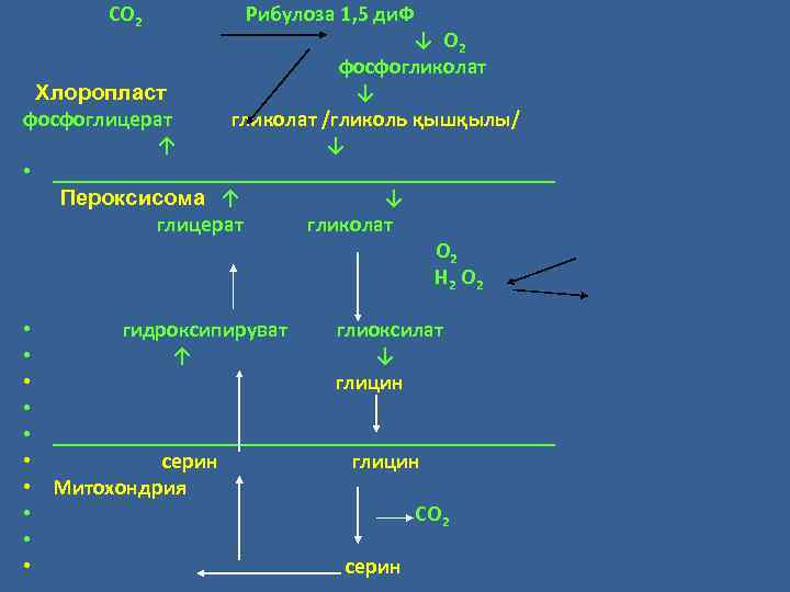 СО 2 Рибулоза 1, 5 ди. Ф ↓ О 2 фосфогликолат Хлоропласт ↓ фосфоглицерат