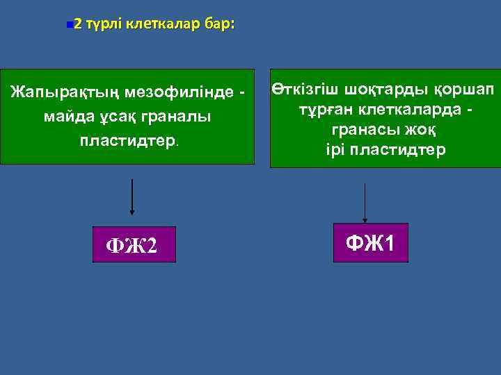 2 түрлі клеткалар бар: n Жапырақтың мезофилінде майда ұсақ граналы пластидтер. ФЖ 2 Өткізгіш