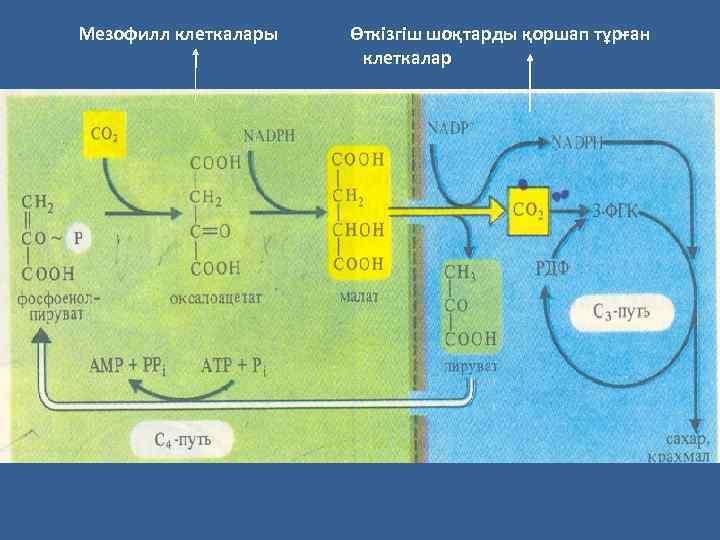 Мезофилл клеткалары Өткізгіш шоқтарды қоршап тұрған клеткалар 