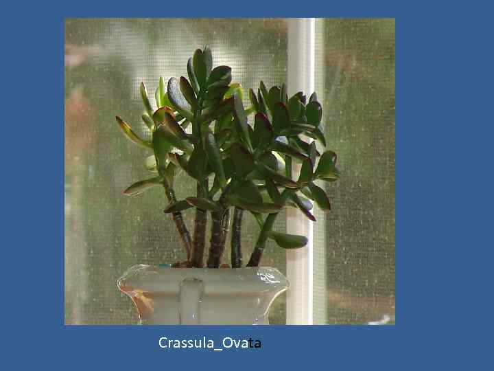 Crassula_Ovata 