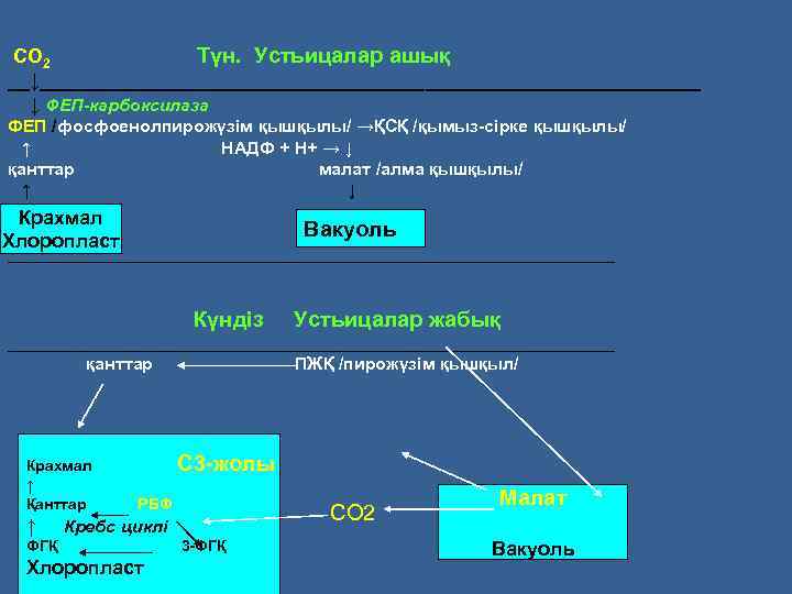 СО 2 Түн. Устьицалар ашық __↓______________________________ ↓ ФЕП-карбоксилаза ФЕП /фосфоенолпирожүзім қышқылы/ →ҚСҚ /қымыз-сірке қышқылы/