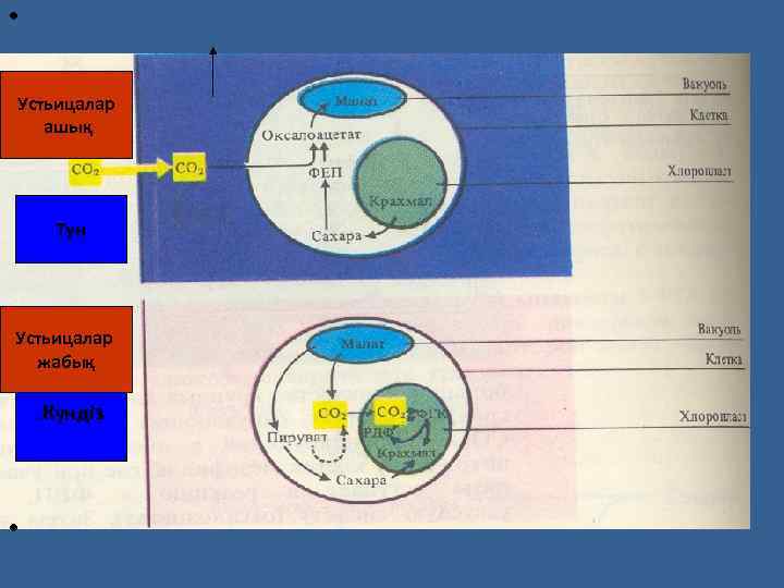  • Устьицалар ашық Түн Устьицалар жабық • Күндіз n • 