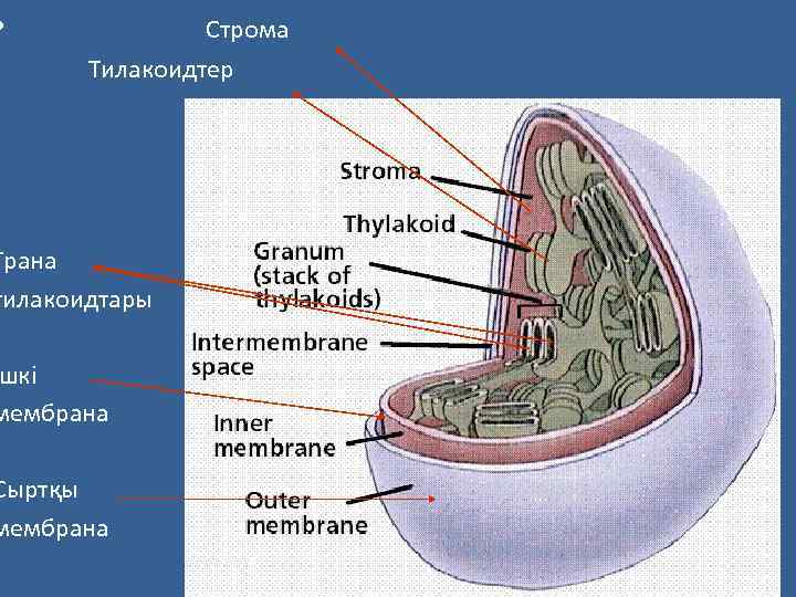  • • Строма Тилакоидтер Грана тилакоидтары шкі мембрана Сыртқы мембрана 