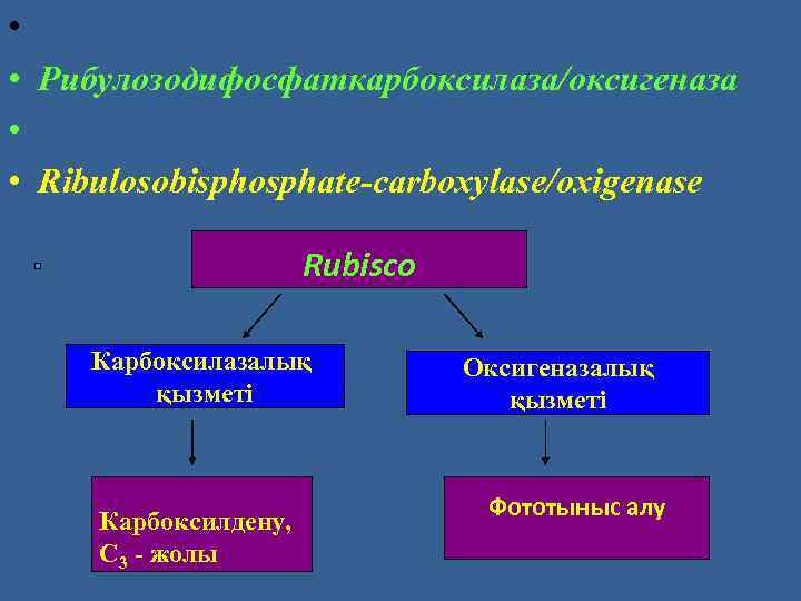  • • Рибулозодифосфаткарбоксилаза/оксигеназа • • Ribulosobisphosphate-carboxylase/охigenase Rubisco Карбоксилазалық қызметі Карбоксилдену, С 3 -