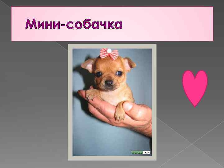 Мини-собачка 