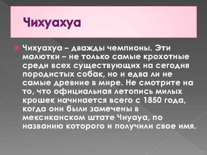 Чихуахуа – дважды чемпионы. Эти малютки – не только самые крохотные среди всех существующих