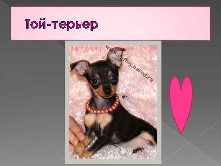 Той-терьер 