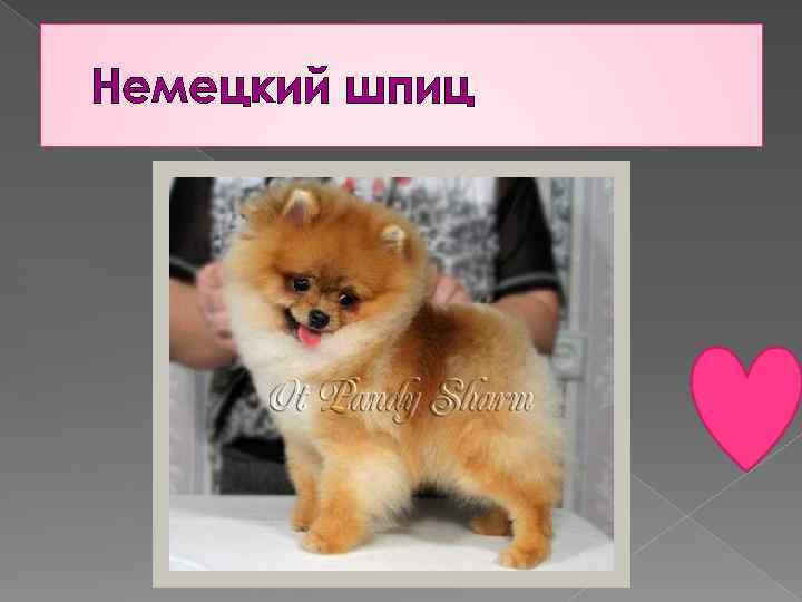 Немецкий шпиц 