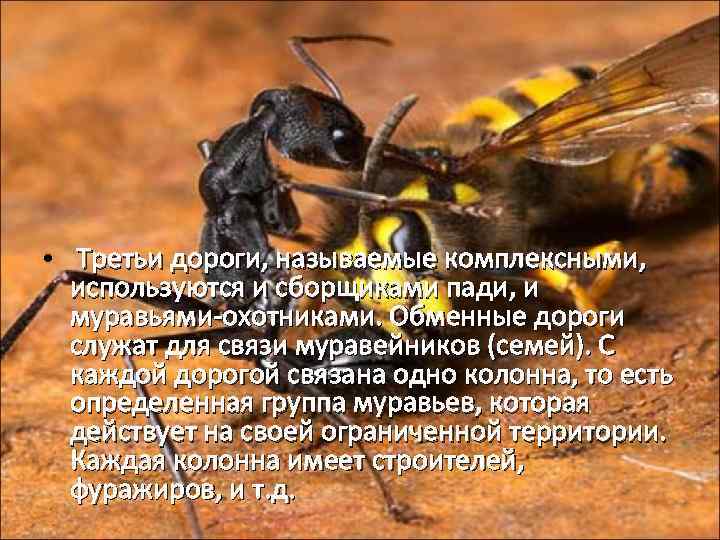  • Третьи дороги, называемые комплексными, используются и сборщиками пади, и муравьями-охотниками. Обменные дороги