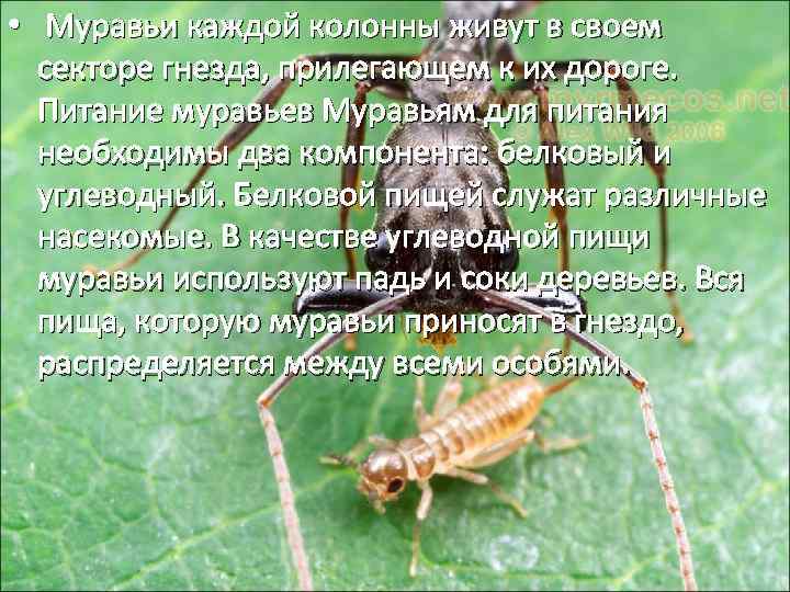  • Муравьи каждой колонны живут в своем секторе гнезда, прилегающем к их дороге.