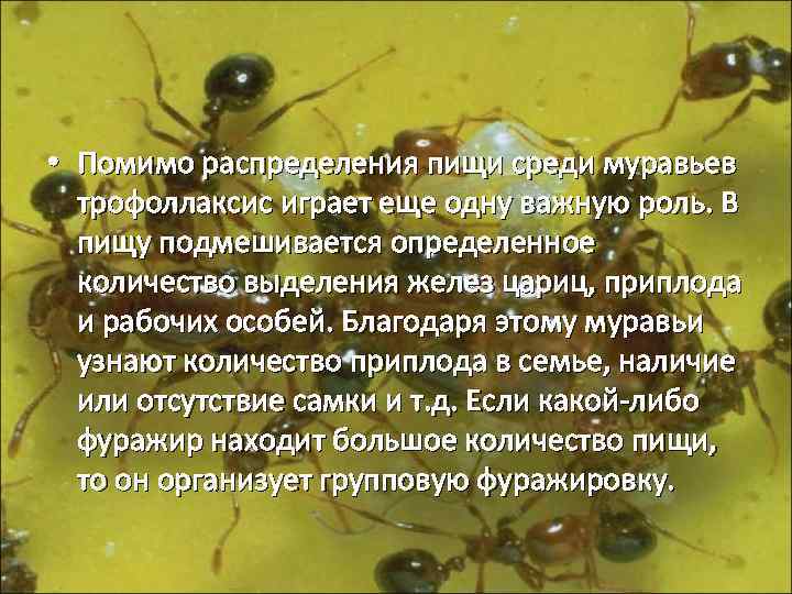  • Помимо распределения пищи среди муравьев трофоллаксис играет еще одну важную роль. В