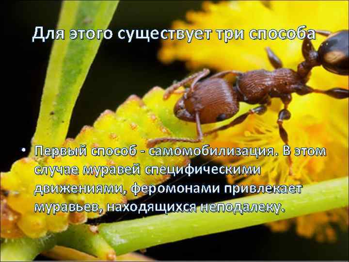 Для этого существует три способа • Первый способ - самомобилизация. В этом случае муравей