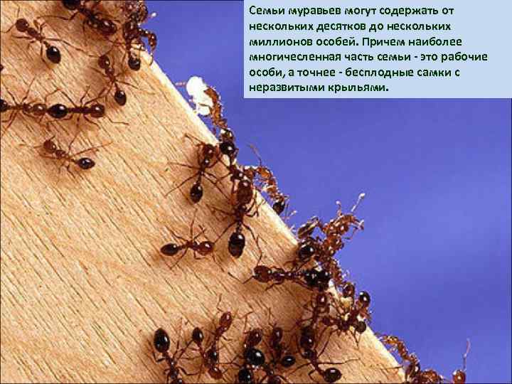 Семьи муравьев могут содержать от нескольких десятков до нескольких миллионов особей. Причем наиболее многичесленная