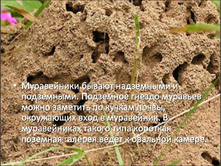  • Муравейники бывают надземными и подземными. Подземное гнездо муравьев можно заметить по кучкам