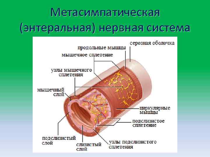 Метасимпатическая (энтеральная) нервная система 