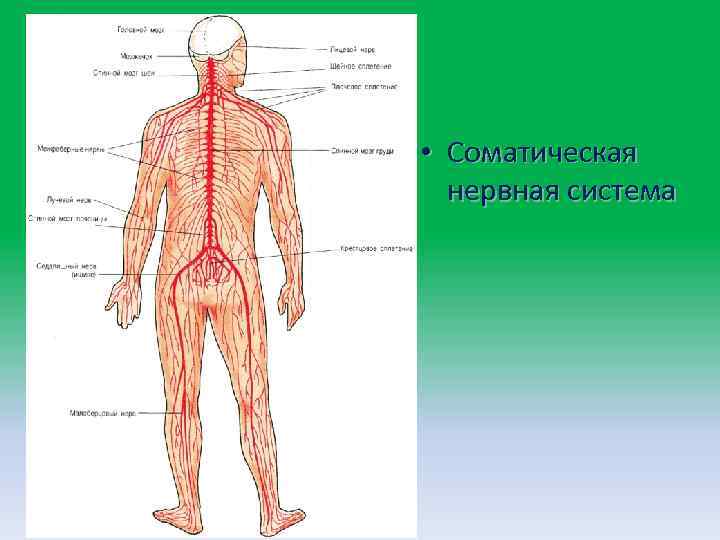  • Соматическая нервная система 